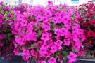 Petunia 'Surfinia Sumo Rose'