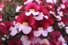 Nemesia 'Sunsatia plus Cherry on Ice' (Kientzler)