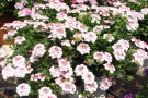 Verbena 'Lanai Pink Twister' (Syngenta, FloriPro)