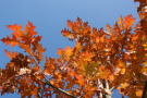 Eichenblätter in orange-roter Herbstfärbung unter freiem Himmel