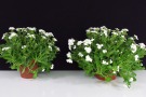 Arabis caucasica 'Alabaster' (Kientzler)