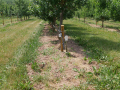 Auf einer Obstbaumplantage ist eine Reihe nach drei Wochen Wirkungsdauer an einige Stellen Unkraut zu sehen