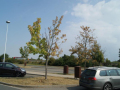 Auf einem Autobahnparkplatz stehen zwei Bäume, nebeneinander parkt zwei Autos