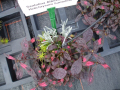 Alternanthera (Freiland)