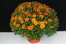 Chrysanthemen 'Mario' (Cleangro)