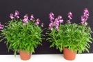 Erysimum 'Improved Winter Joy' (Kientzler), Substrat: Primelerde von Patzer, links: 13cm Topf, rechts: 15cm Topf (Aufnahme: 25.03.2014)