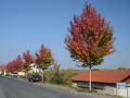Sechs Bäume stehen am Straßenrand, dazwischen parken zwei Autos, Hintergrund Häuser und Büsche unter blauem Himmel