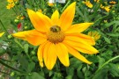 Sorten für Bienen attraktiv, Rudbeckia 'Sunbeckia Sophia Yellow'