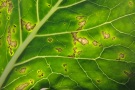 Pseudomonas syringae bei Kohlrabi