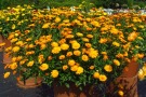 Calendula 'Winter Wonders Peach Polar'