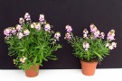 Erysimum 'POEM Pastell' (Kientzler), Topfgröße: 13cm, links: Primelerde von Patzer, rechts: Floradur Pot Bio von Floragard (Aufnahme: 25.03.2014)