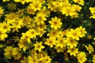 Bidens ferulifolia 'Flair' (Kientzler)