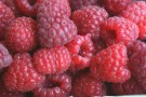 Himbeere 'Sugana'
