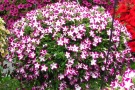 Petunia 'Blanket Rose Star'