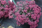 Sedum 'Amber Red'