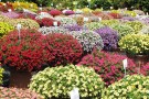 Prüffeld B&B Sortensichtung-Calibrachoa