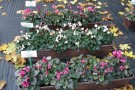 Cyclamen - Versuche Freiland 2010