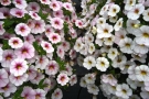 Calibrachoa 'Celebration Snowball' & 'Celebration Star Rose' (Westhoff)