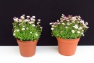 Saxifraga x arendsii 'Alpino Early Pink Heart' (FloriPro), Substrat: Primelerde von Patzer, links: 13cm Topf, rechts 15cm Topf (Aufnahme: 12.03.2014)