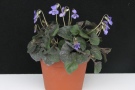 Viola labradorica 'Icyblue alt'