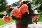 AmeriHybrid Scentiment Begonia: 'Just Peachy'