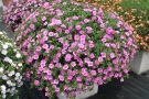 Calibrachoa 'MiniFamous Double Pink' (Selecta Klemm)