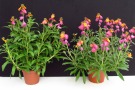 Erysimum 'Improved Winter Sorbet' (Kientzler), Substrat: Primelerde Patzer, links: 13cm Topf, rechts: 15cm Topf (Aufnahme: 25.03.2014)