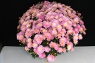 Chrysanthemen 'Salto Rose' (Challet-Herault)