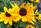 Sorten für Bienen attraktiv, Rudbeckia 'Sunbeckia Sophia'