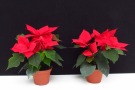 Euphorbia pulcherrima 'Neva' (Syngenta), (links) SP T Perl von Patzer, (rechts) SM Poinsettia TF von Brill