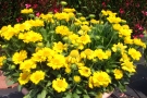 Gaillardia 'Gallo Yellow Impr.' (Florensis)