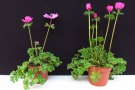 Anemone coronaria 'Animo F1 Pink' (Volmary)