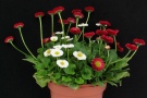 Kombination aus weißen und roten Blumen im Topf