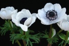 Anemone 'Mistral BCN plus' (Biancheri)