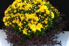 Chrysanthemen 'Banga Jaune' + Alternanthera rosefolia 'Rouge'