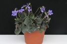 Viola labradorica 'Icyblue neu'