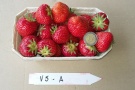 Erdbeere in der Schale mit einer 2 Euromünze zum Größenvergleich der Variante 5