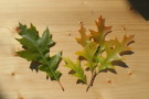 Blätter von Quercus texana (grün) und Sumpfeiche Quercus palustris (gelb)