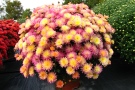 'Flamingo Pineapple' (Royal Van Zanten)