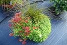 Coreopsis 'Tropical Lemonade', Carex testacea 'Prairie Fire' und Sedum acre 'Aurea'