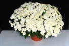 Chrysanthemen 'Early Surfer White' (Jolu Plant)