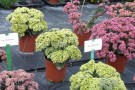 Sedum 'Yellow Seduction'