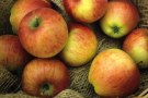 Apfel' Gerlinde'