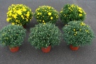 Chrysanthemen 'Axima Yellow', oben Freiland, unten Gewächshaus