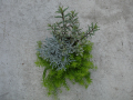 TriVerde Hebe pinkes Laub