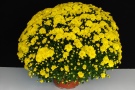 Chrysanthemen 'Branmaya' (Brandkamp)