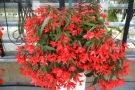 Begonia x boliviensis 'Sparkler Scarlet' (Begonien Rieger, Danziger)