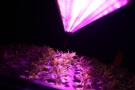 Calibrachoa unter LED-Belichtungssysteme
