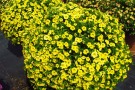 Calibrachoa 'Superbells Unique Golden Yellow'