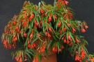 Begonia x boliviensis 'Summerwings Orange' (Kientzler)